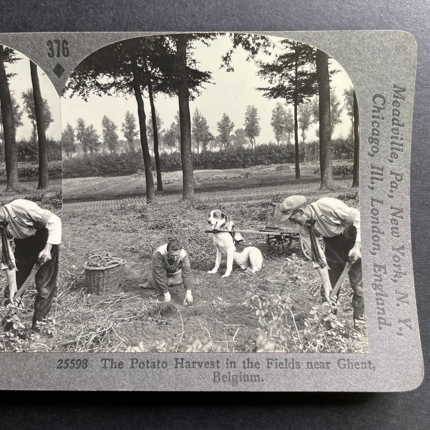 Antique 1910 Potato Picking In Ghent Belgium Stereoview Photo Card P1504