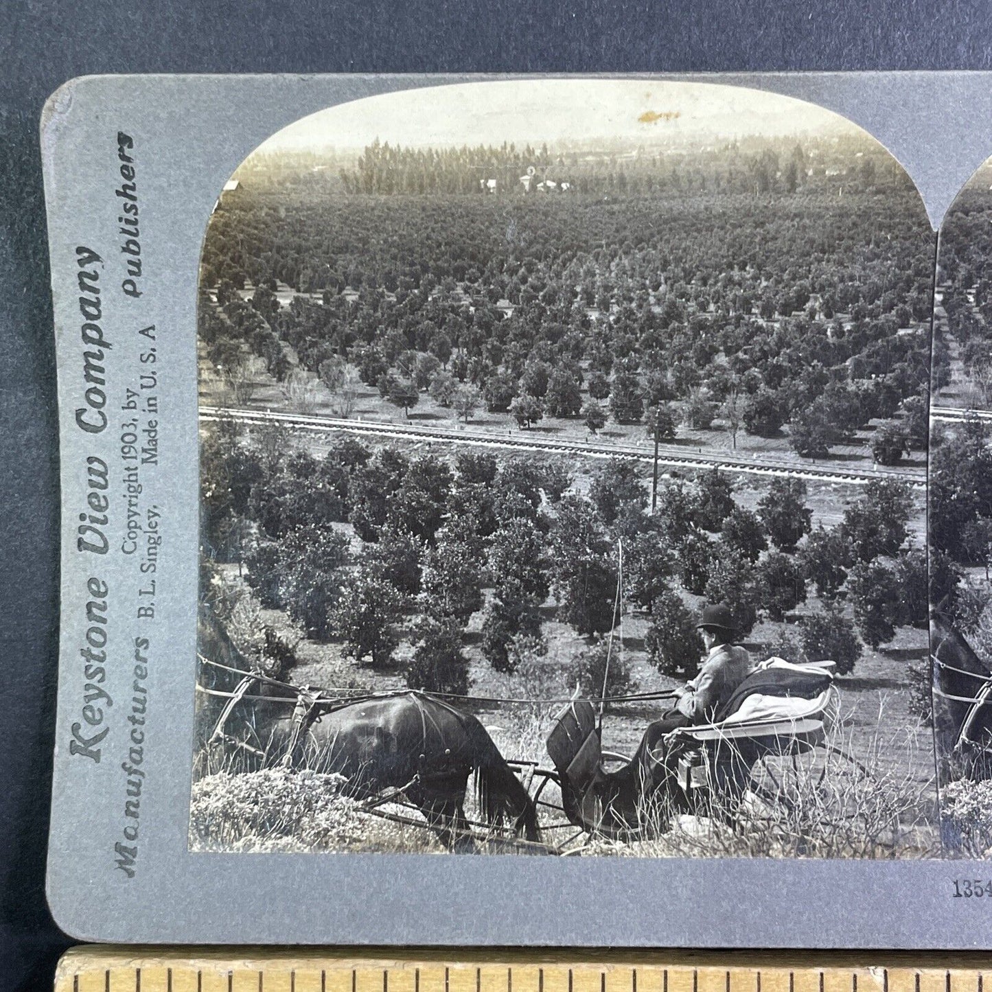 An Orange Tree Grove Pasedena California Stereoview Antique c1903 Y1193