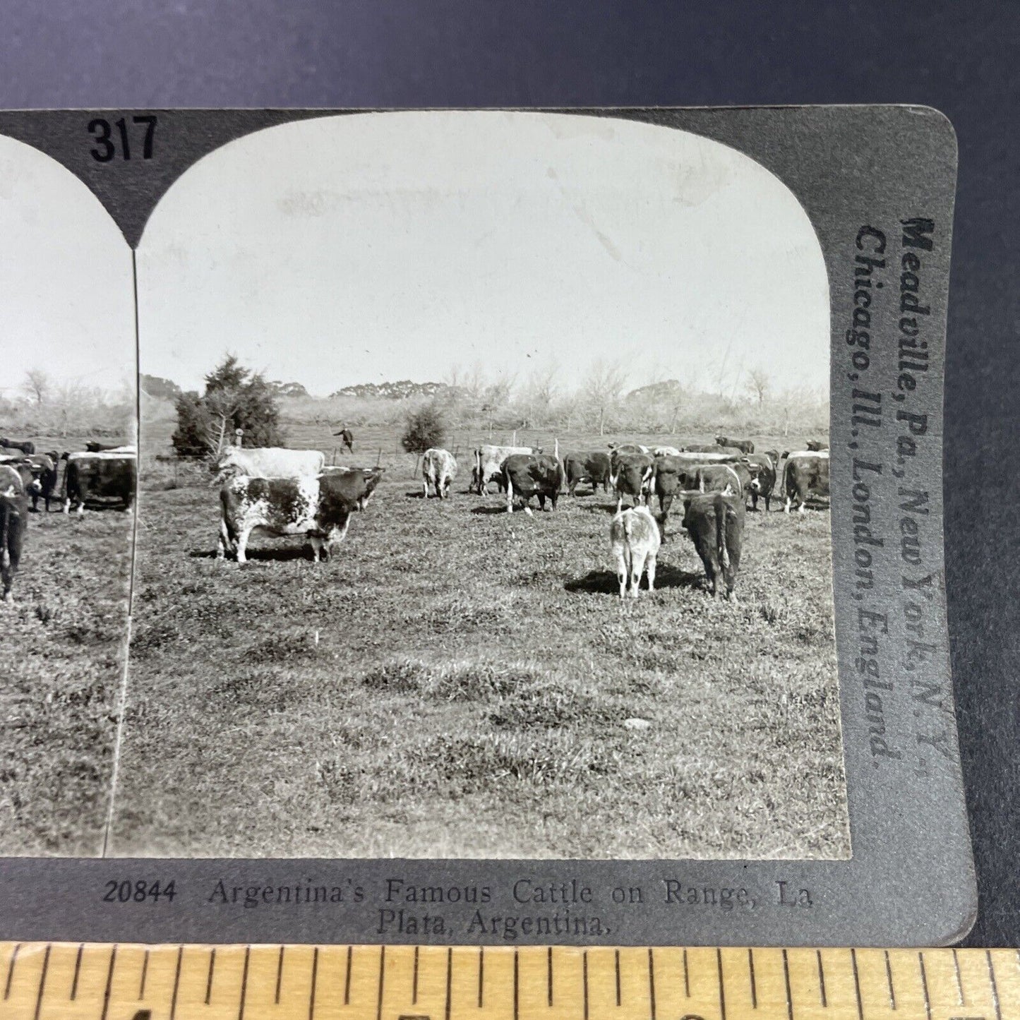 Antique 1910s Herd Of Cows Cattle La Plata Argentina Stereoview Photo Card P3728