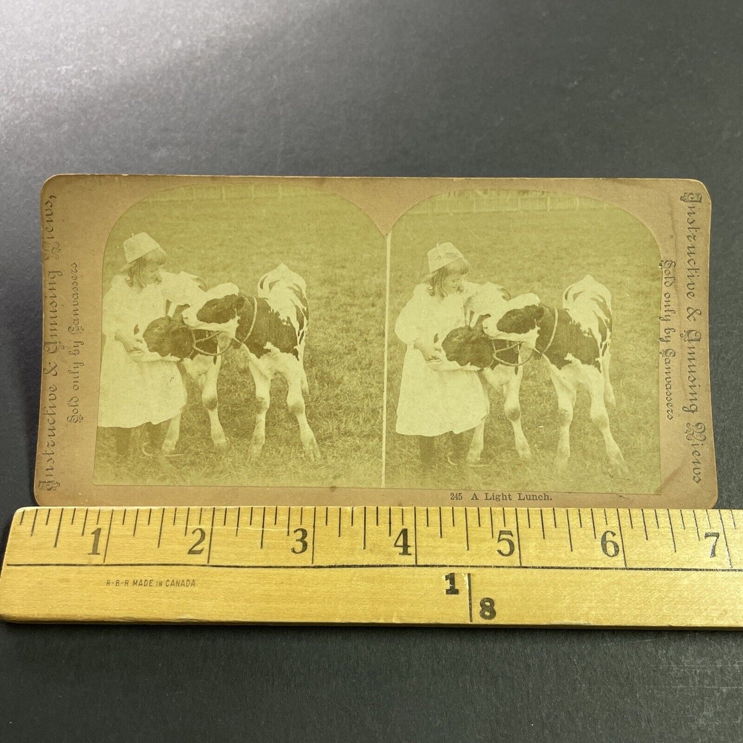 Antique 1880s Child Feeds Her Prized Calves Stereoview Photo Card P4044