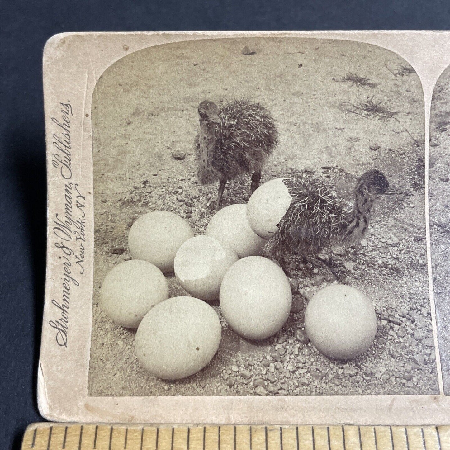 Antique 1898 Baby Ostrich Ostriches Hatch Hatching Stereoview Photo Card P4287