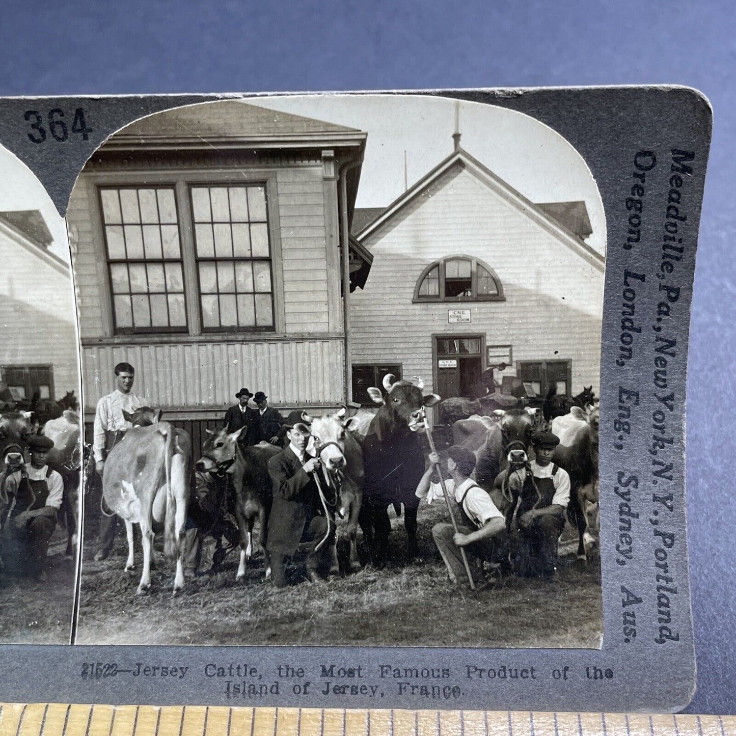 Antique 1905 CNE Canadian National Exhibition Cattle Stereoview Photo Card P1941