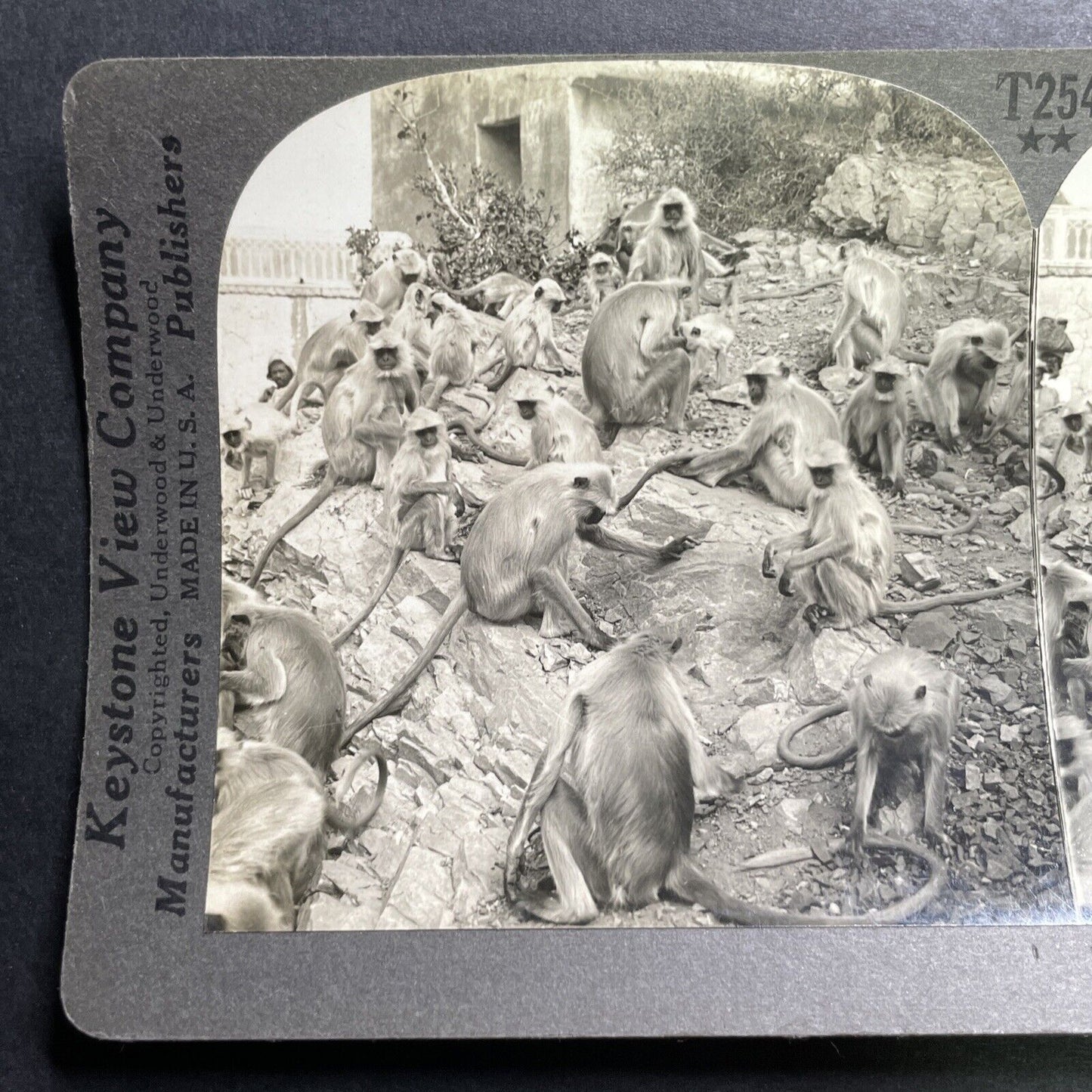 Antique 1918 Monkey Colony In Jaipur India Stereoview Photo Card P1356