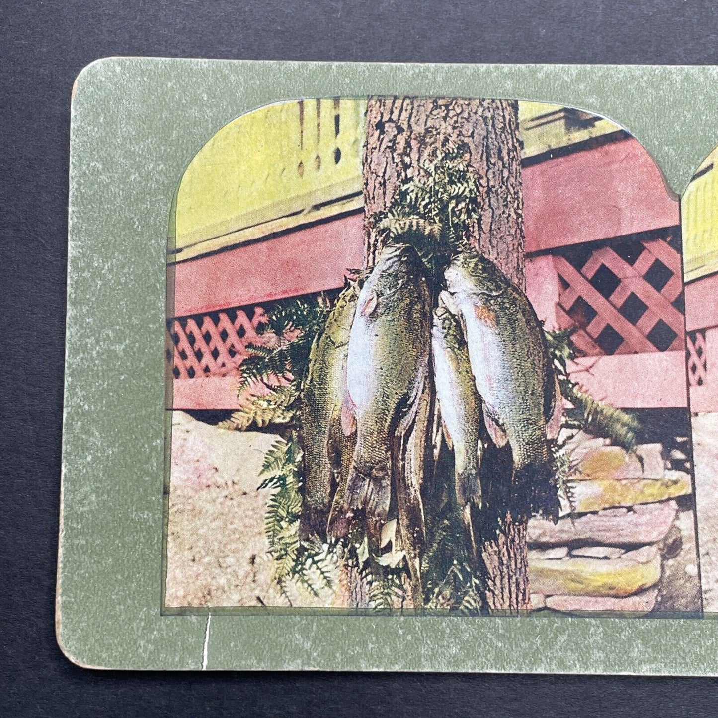 Antique 1899 Black Bass Drying On A Tree Stereoview Photo Card P580-071