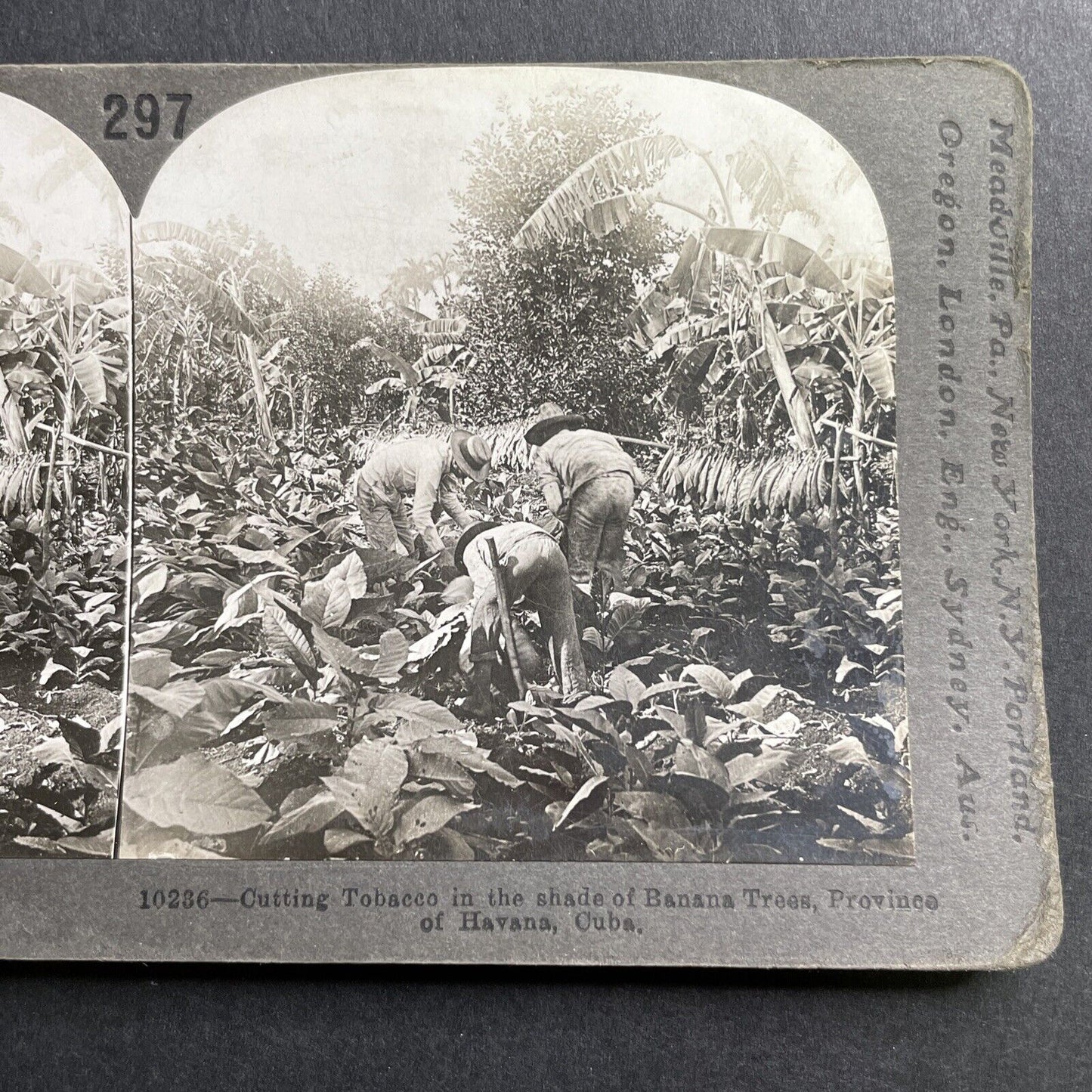 Antique 1918 Tobacco Farming Farm Havana Cuba Stereoview Photo Card P1613