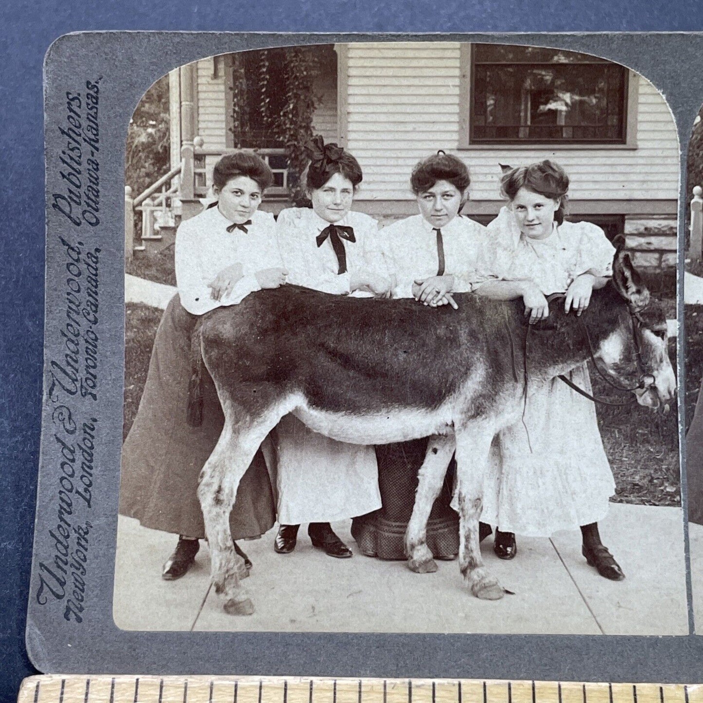 Antique 1904 Teenage Girls And A Prize Donkey Stereoview Photo Card P3119