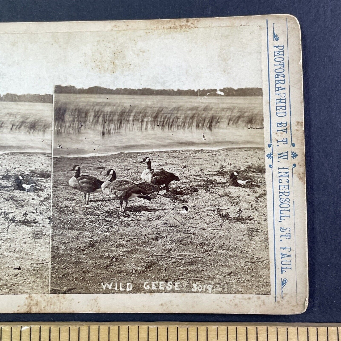 Canada Goose Geese in Montana Stereoview T.W. Ingersoll Antique c1888 Y1335