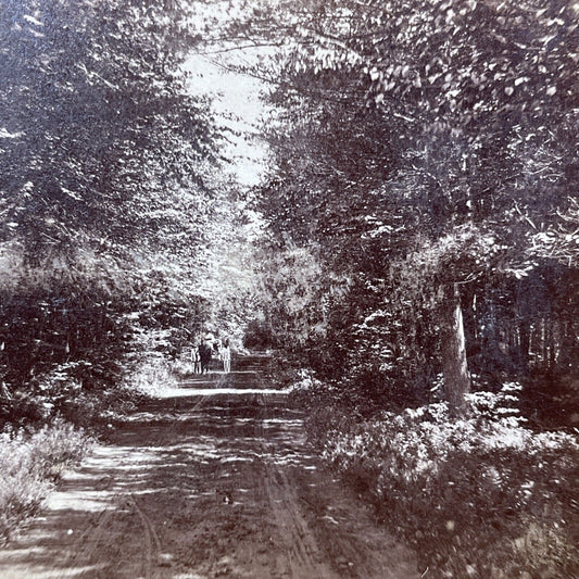 Antique 1870s The Dinsmoor Woods Keene New Hampshire Stereoview Photo Card V2084