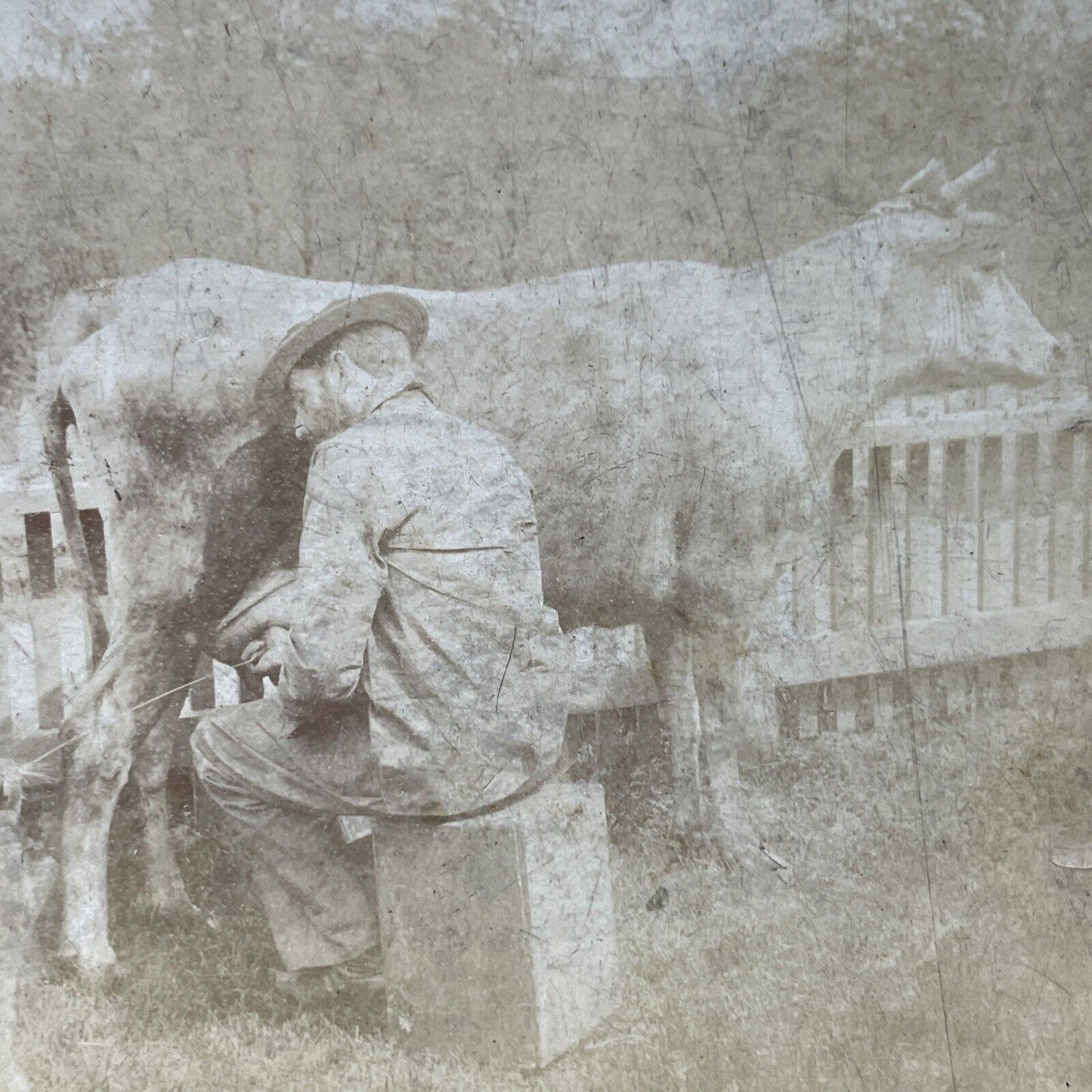 Antique 1899 Farmer Squirts Milk In Cat's Mouth Stereoview Photo Card P2588