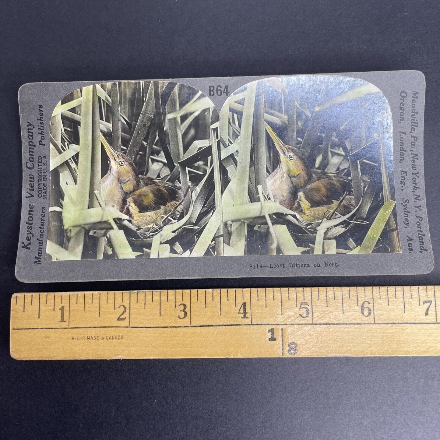 Antique 1908 Least Bittern Hiding In Nest Stereoview Photo Card PC785