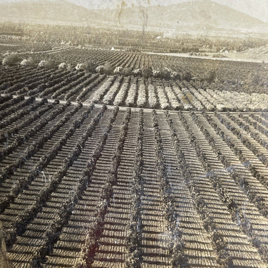 Antique 1903 Orange Tree Farm San Gabriel CA Stereoview Photo Card P1026