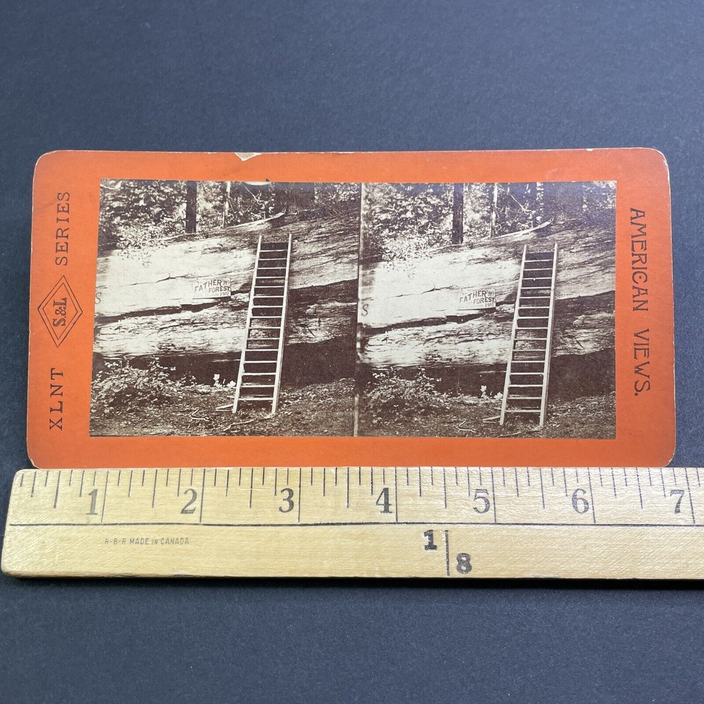 Antique 1870s Father Of The Forest Giant Sequoia Tree Stereoview Photo Card V527