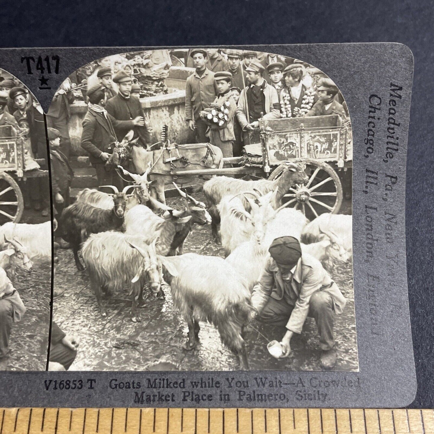 Antique 1910s Man Milking Goats Palermo Italy Stereoview Photo Card P4156