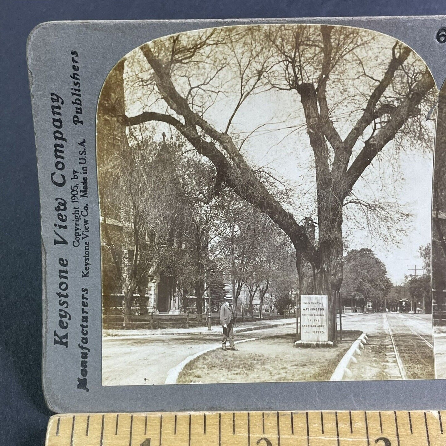 Antique 1905 The Washington Elm Tree Cambridge MASS Stereoview Photo Card P2218