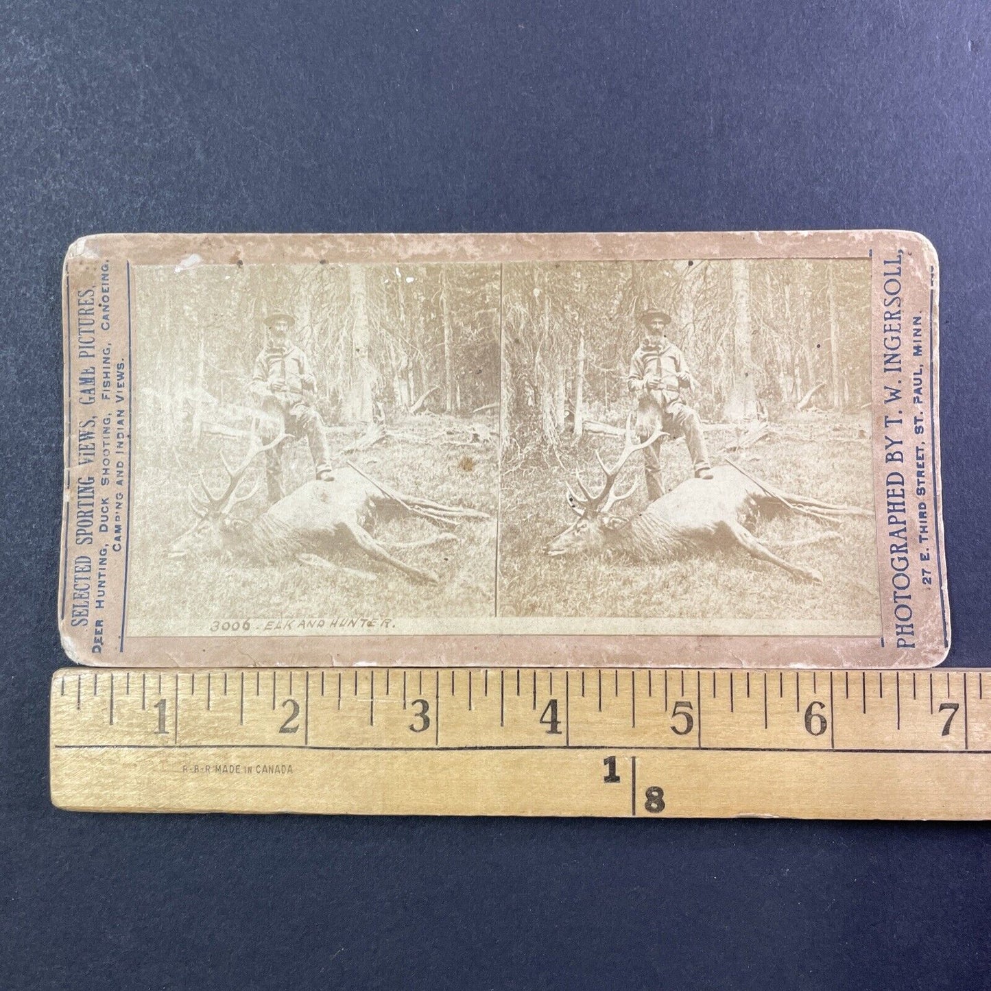 Roosevelt Elk Dead Stereoview Sonoma California 'A Farm Pest' Antique c1878 X829