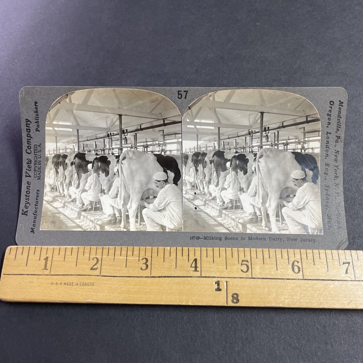 Antique 1910s Milking Cows In Plainsboro New Jersey Stereoview Photo Card P3629