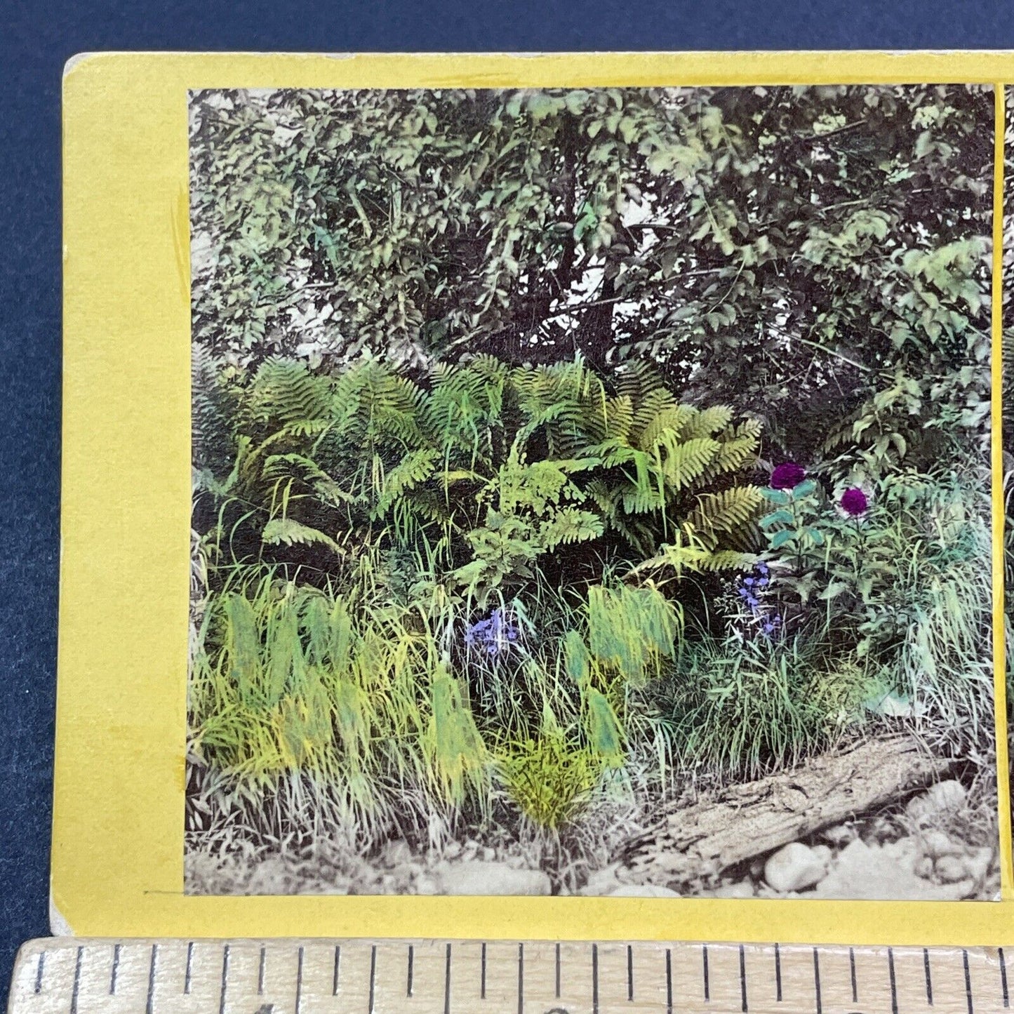 Antique 1870s Wild Ferns Grow In Crawford Notch NH Stereoview Photo Card V1986