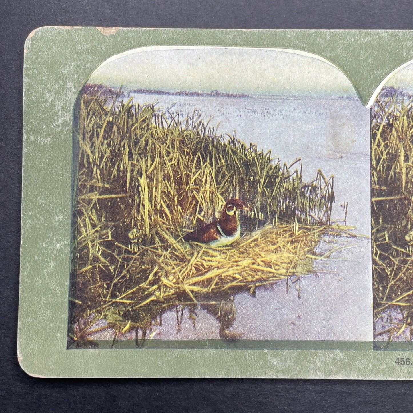 Antique 1899 A Wood Duck On A Nest Stereoview Photo Card P580-074