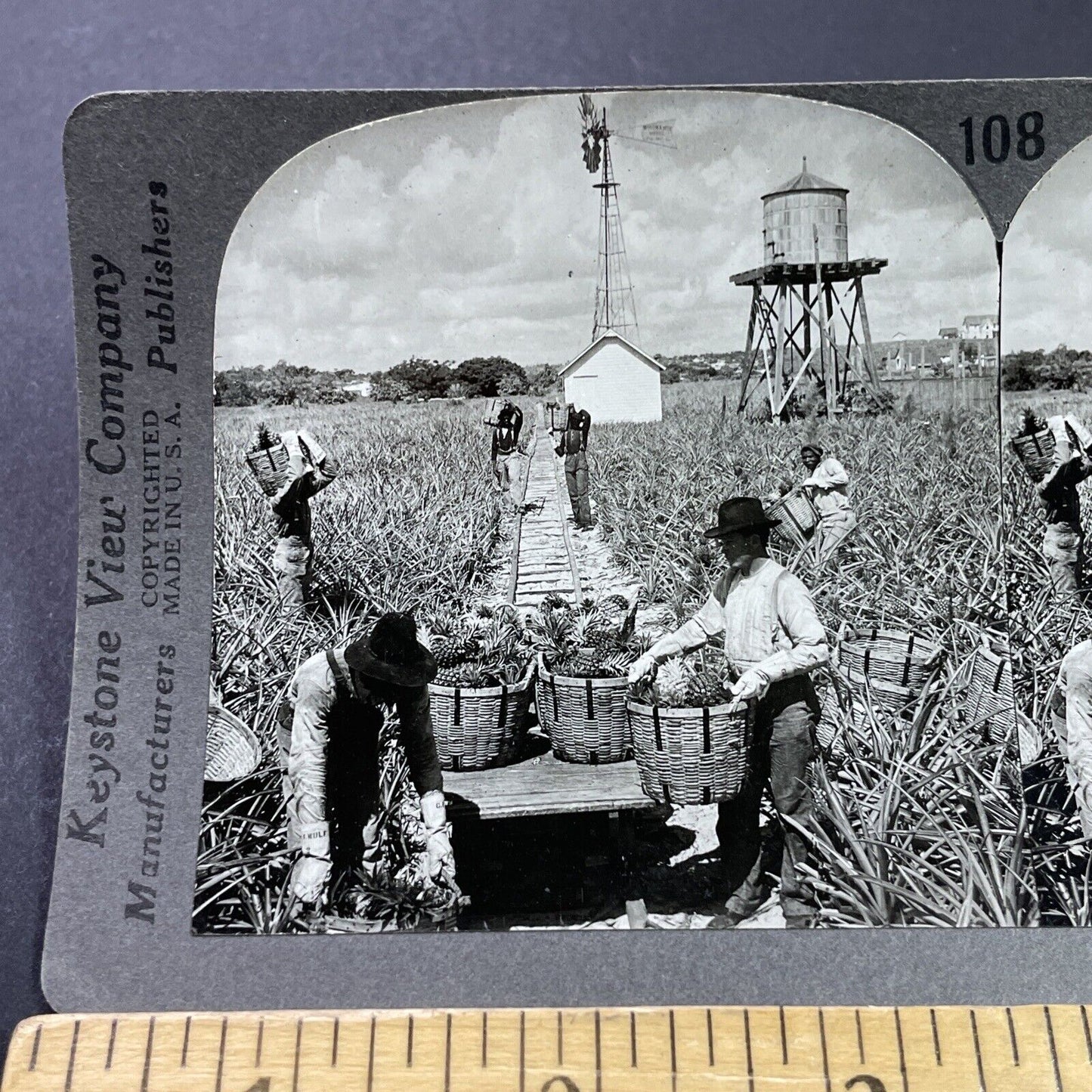 Antique 1920s Pineapple Farm Palm Beach Florida Stereoview Photo Card P3708