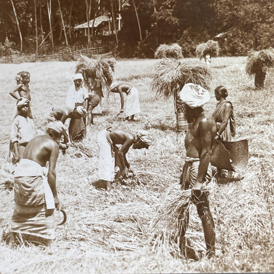 Antique 1905 Rice Farming In Sri Lanka Stereoview Photo Card P1754