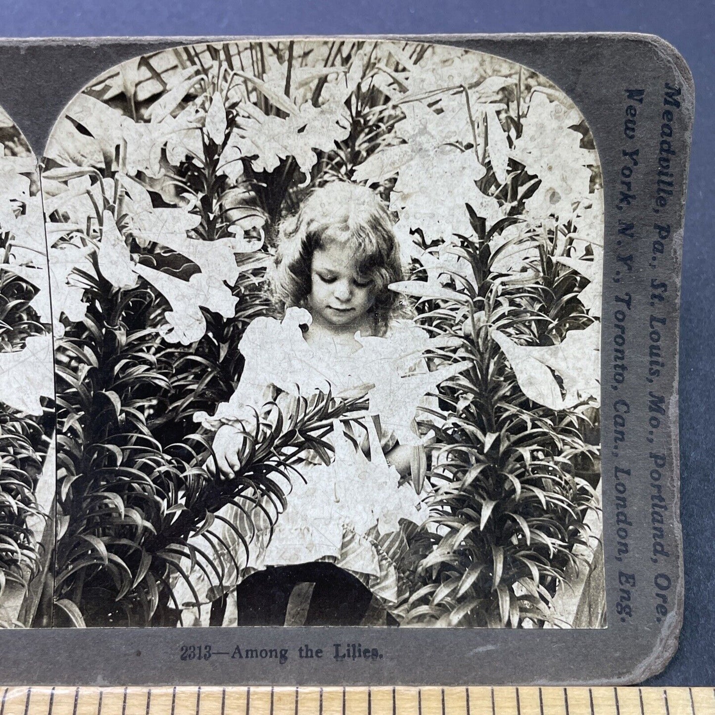 Antique 1901 Child Picks Lillies In Garden Stereoview Photo Card P2637