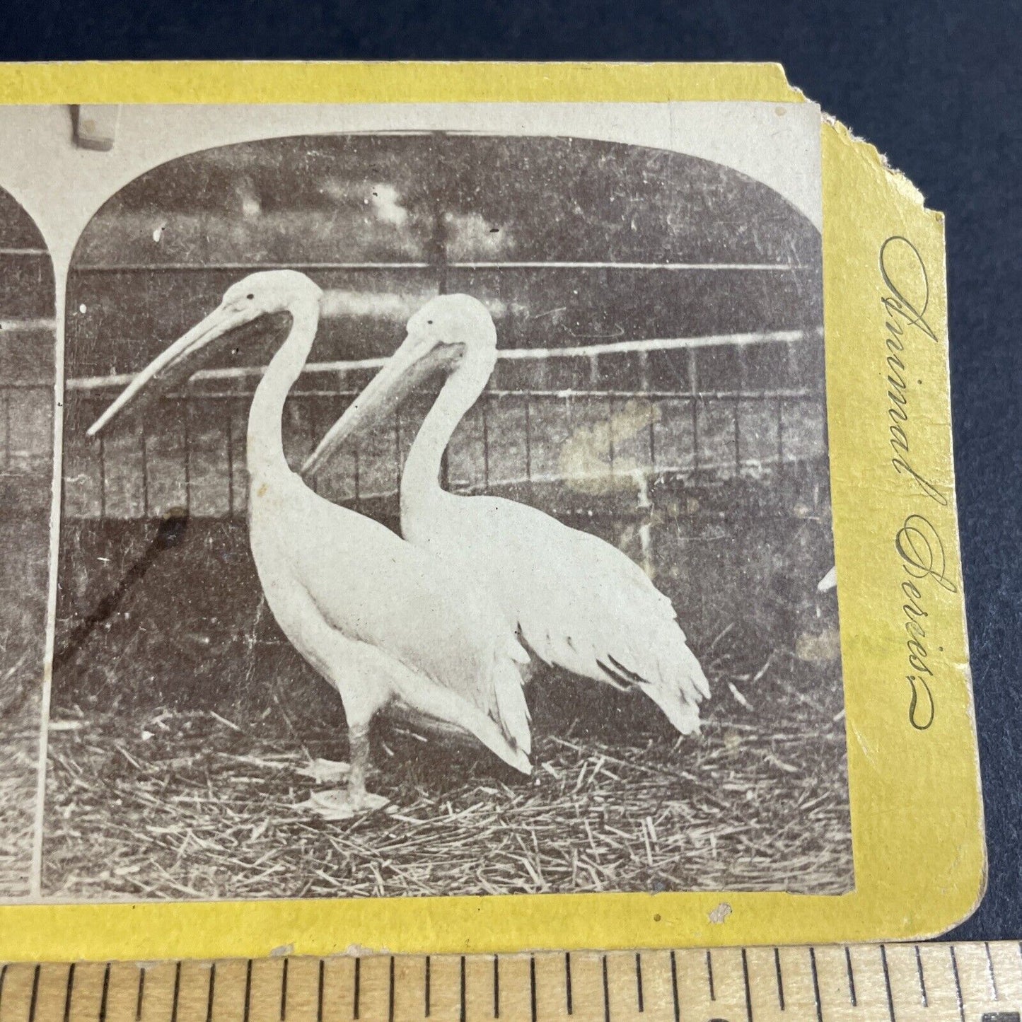 Antique 1870s Pelicans In Zoo In Rochester New York Stereoview Photo Card P4065