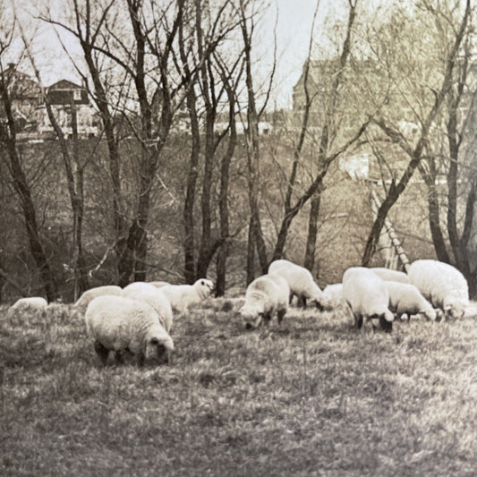 Antique 1918 Sheep Grazing Iowa State College Campus Stereoview Photo Card P1355