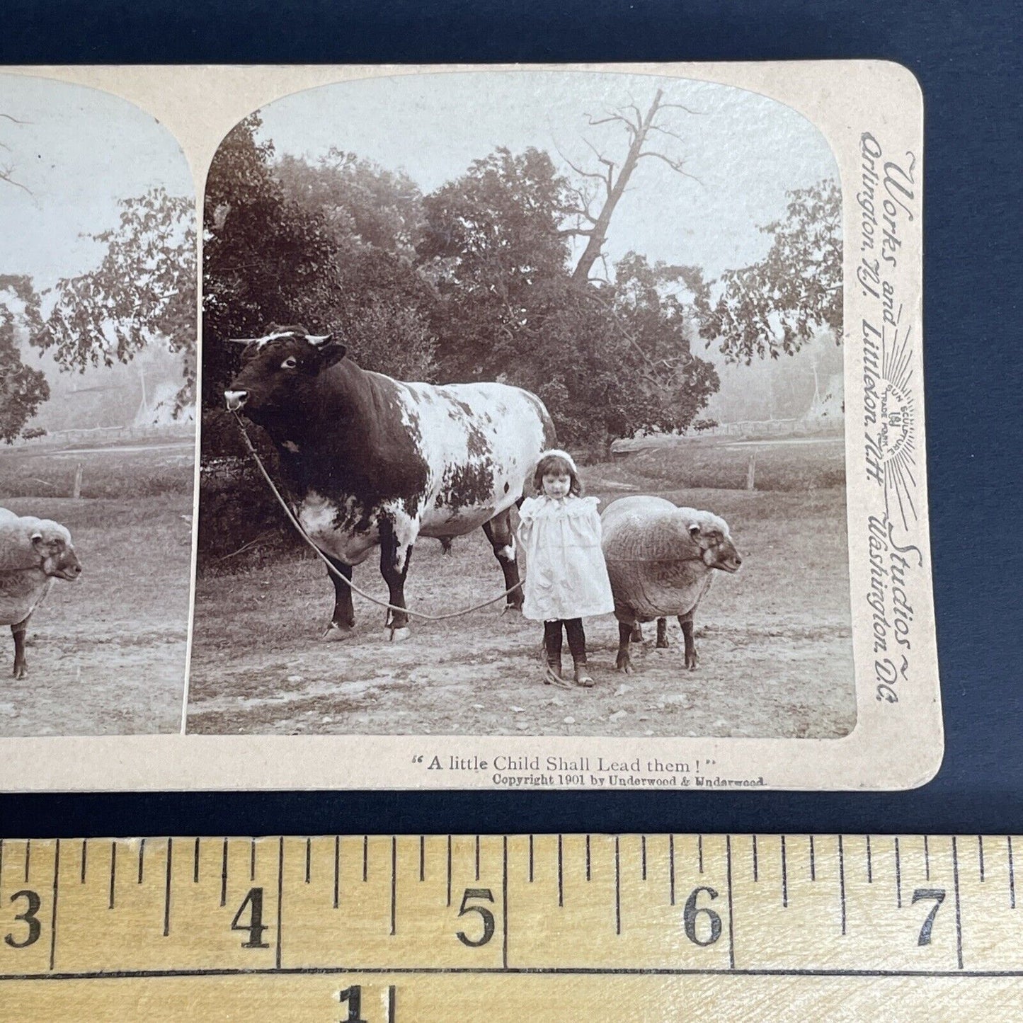 Antique 1901 Child & Large Muscular Bull Stereoview Photo Card PC782