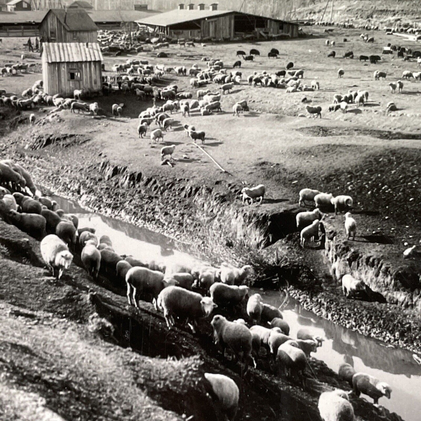 Antique 1935 Sheep Farm Near Moscow Idaho Stereoview Photo Card P1702