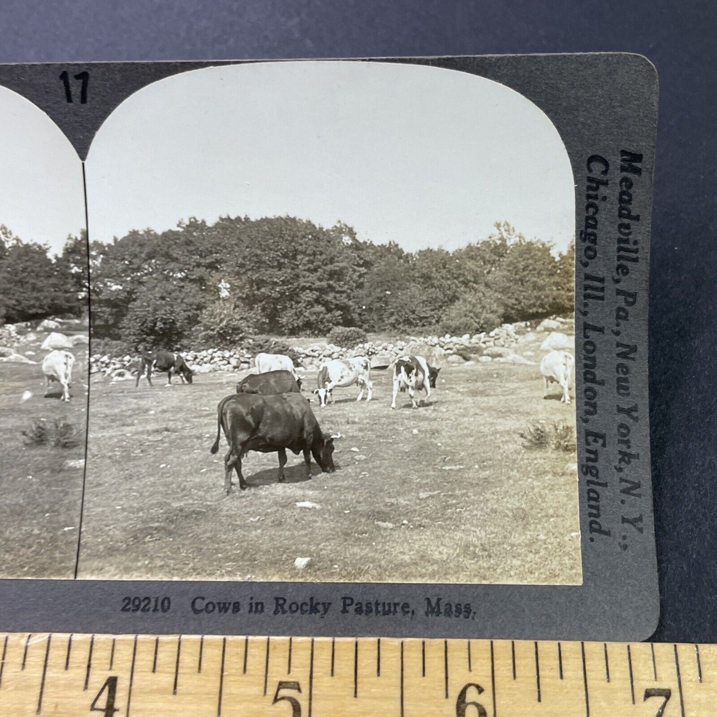 Antique 1910s Gloucester Massachusetts Cattle Farm Stereoview Photo Card P3101