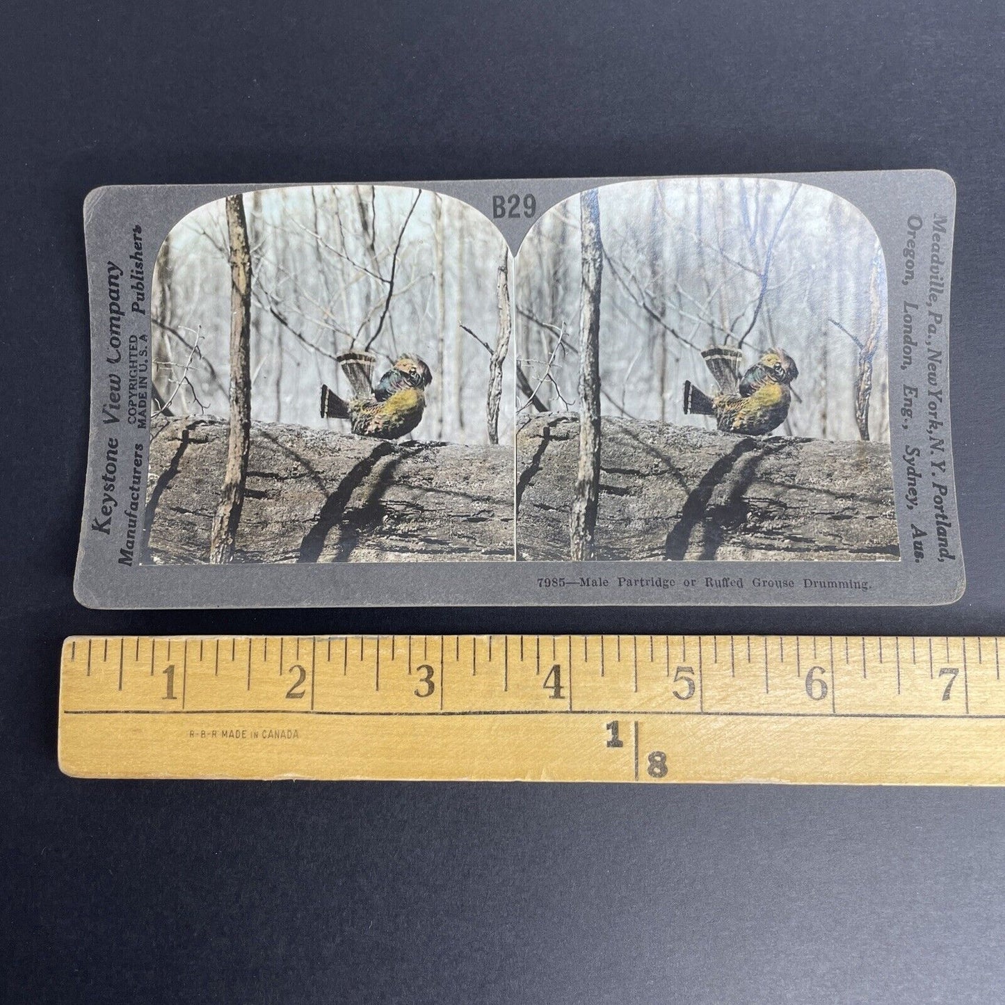 Antique 1908 Partridge Or Ruffed Grouse Drumming Stereoview Photo Card PC787