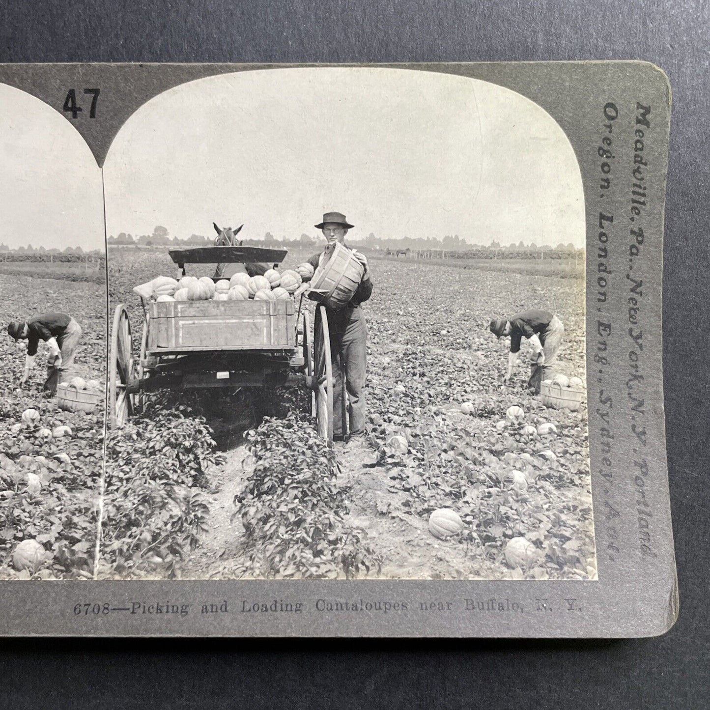 Antique 1911 Cantaloupe Farm In Buffalo New York Stereoview Photo Card P1627