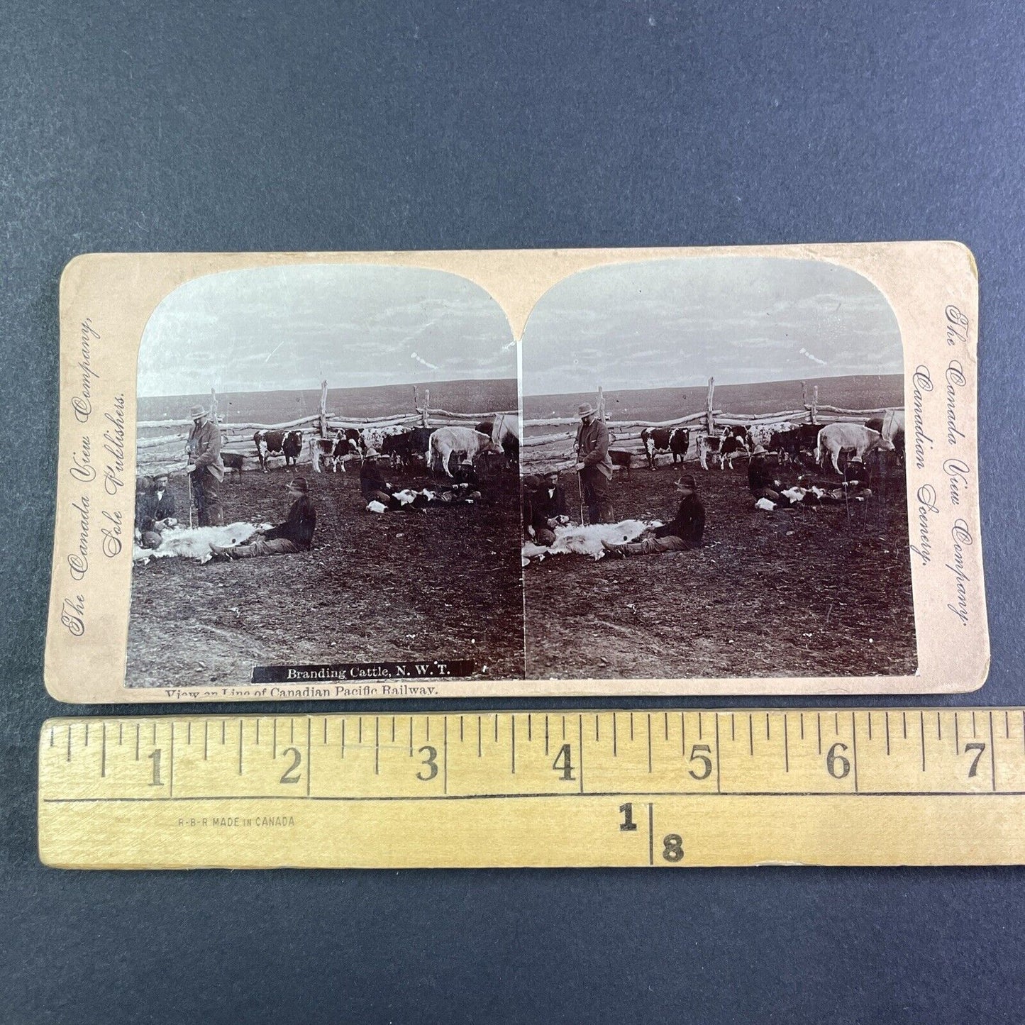 Cattle Branding in North West Territories Stereoview CPR Rail Views c1899 Y2117