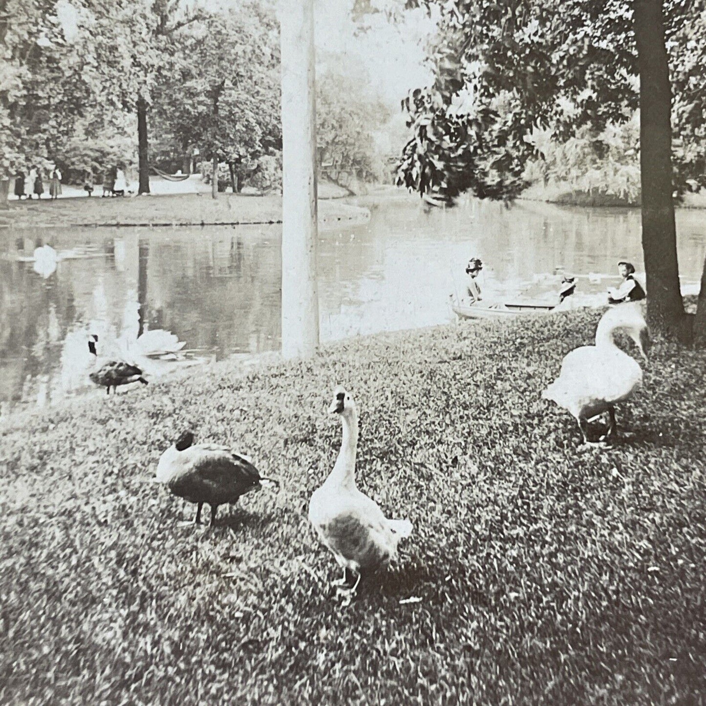 Swans In Lincoln Park Chicago Stereoview Illinois Photo Card Antique c1875 X1309