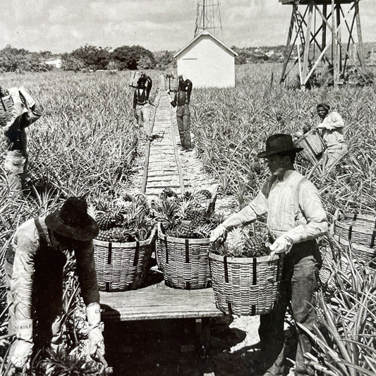 Antique 1920s Pineapple Farm Palm Beach Florida Stereoview Photo Card P3708