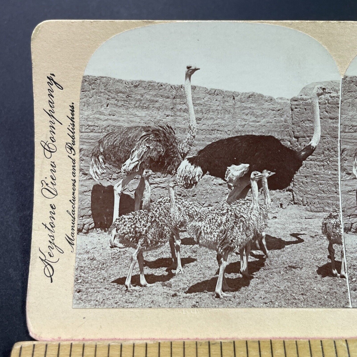 Antique 1899 Ostrich Family Matariyeh Egypt Stereoview Photo Card P3824