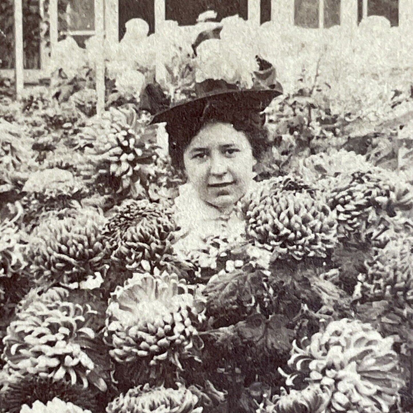 Antique 1897 Chrysanthemum Test Variety Greenhouse Stereoview Photo Card P4329