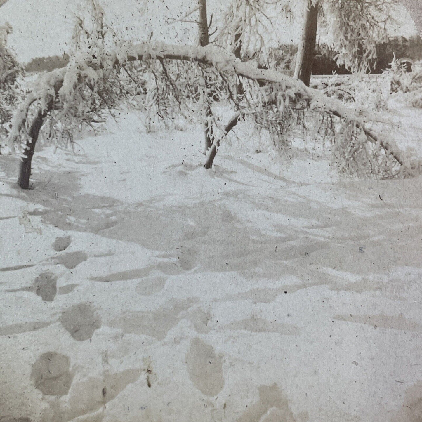 Frozen Ice Grove Luna Island Stereoview Charles Bierstadt Antique c1880 Y2758