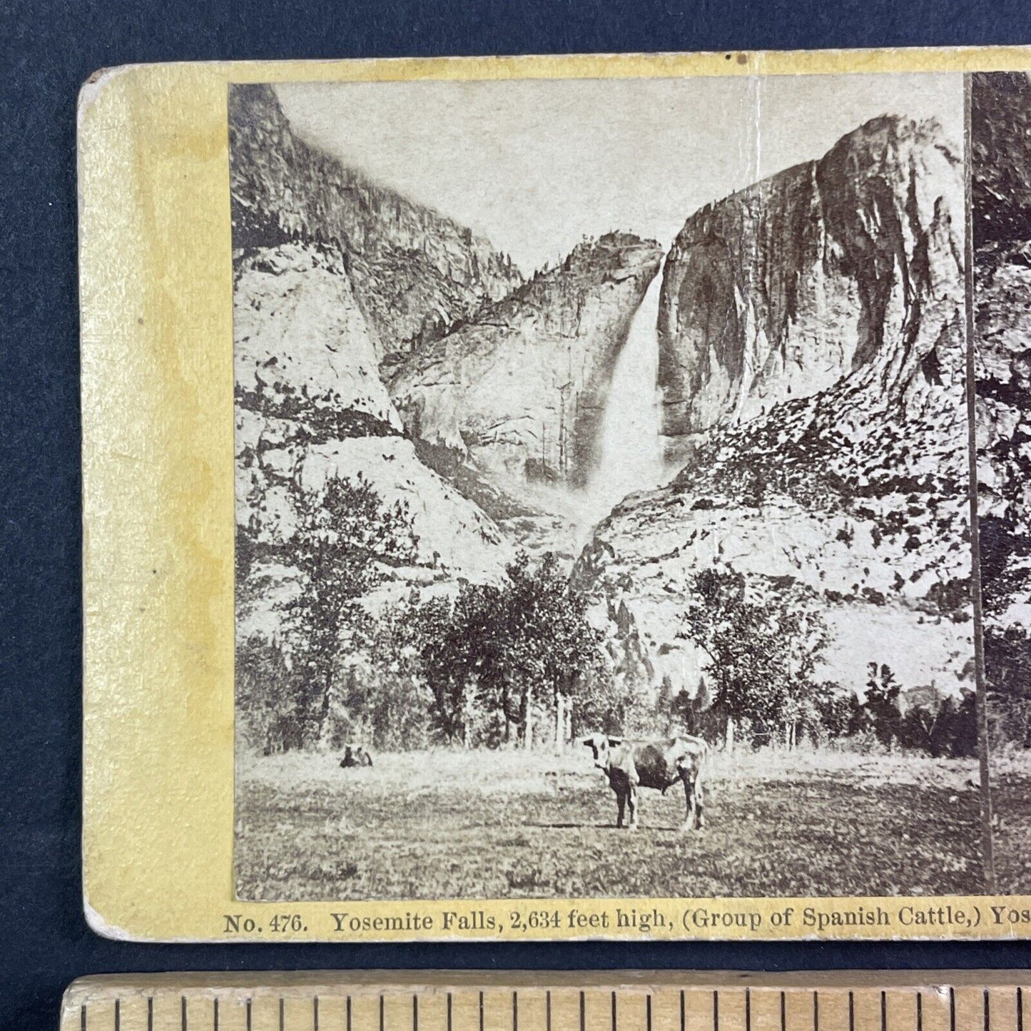 Cattle Grazing Yosemite Valley CA Stereoview J.J. Reilly Antique c1875 X3624