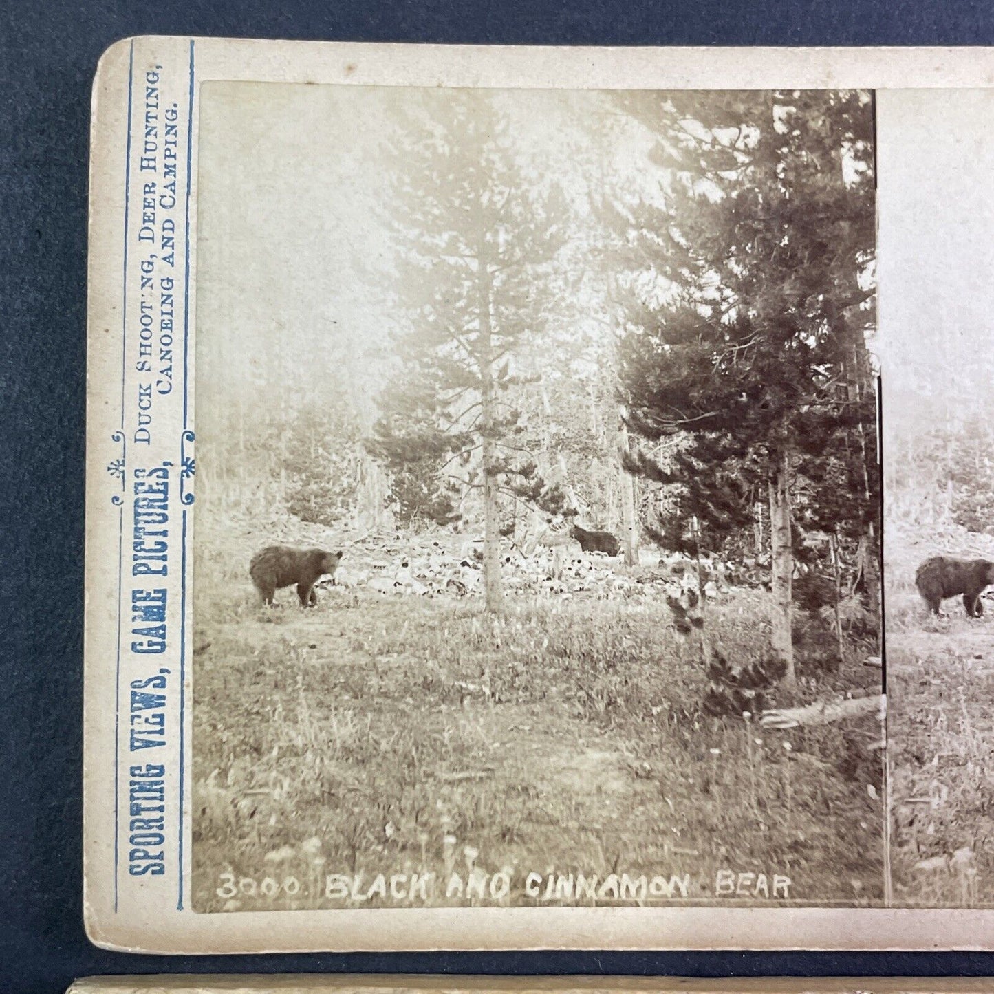 Two Black Bear Yellowstone Wyoming Stereoview T.W. Ingersoll Antique c1888 Y1329