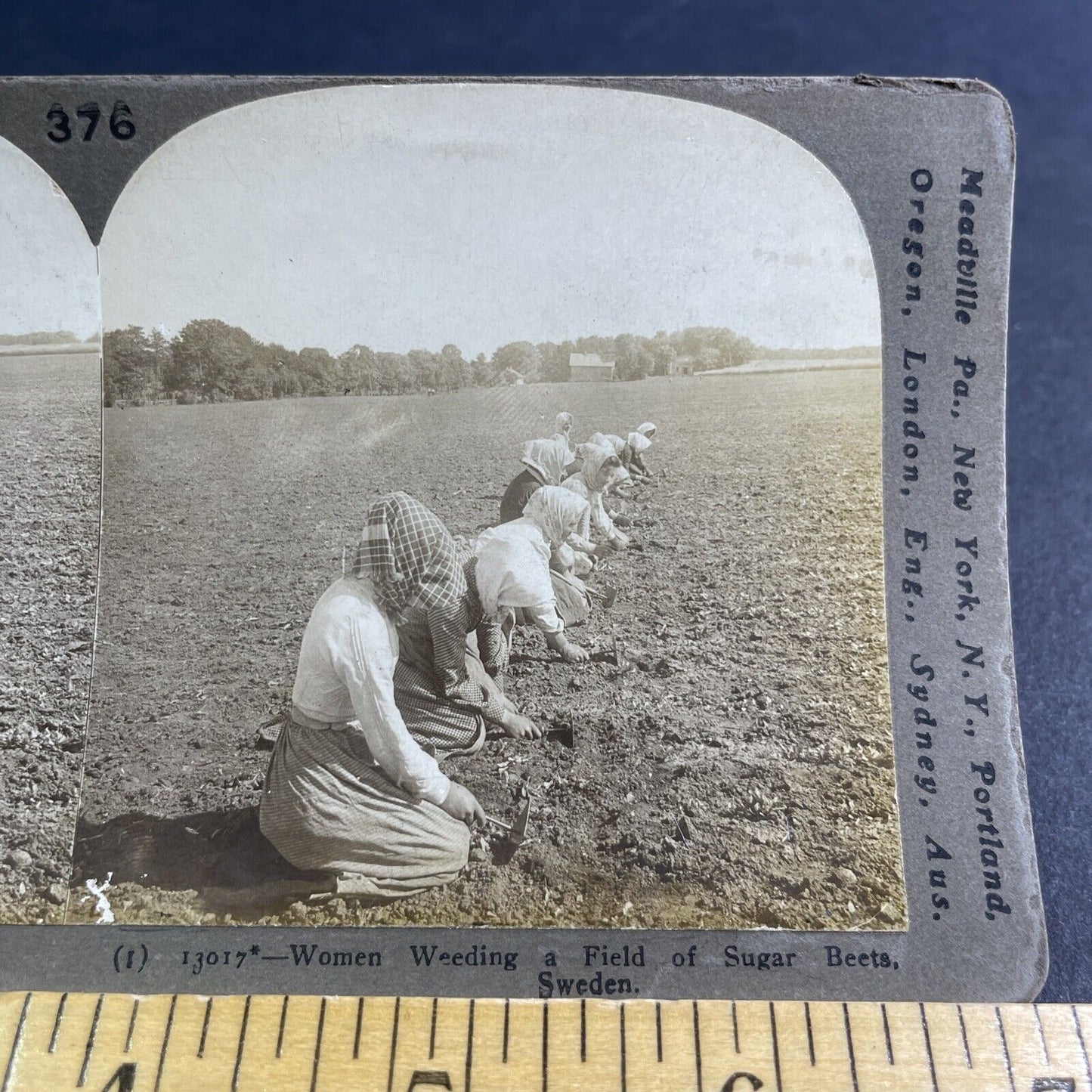 Antique 1906 Swedish Women Farm Sugar Beets Sweden Stereoview Photo Card P2142