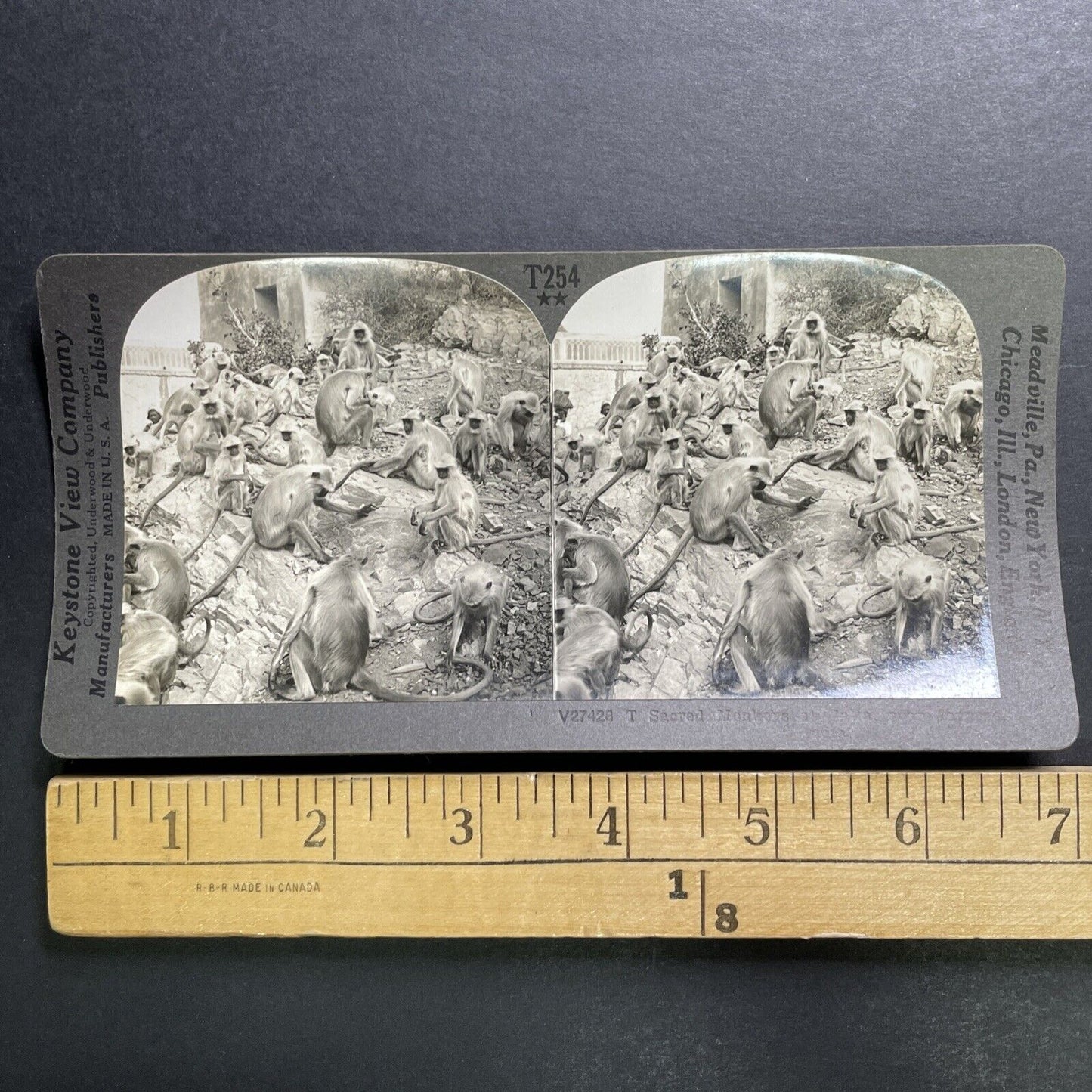 Antique 1918 Monkey Colony In Jaipur India Stereoview Photo Card P1356