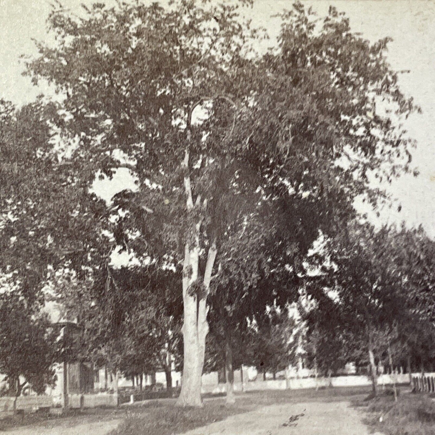 The Great Old Elm Tree Lebanon NH Stereoview Henry Osgood Bly Antique c1870 X968