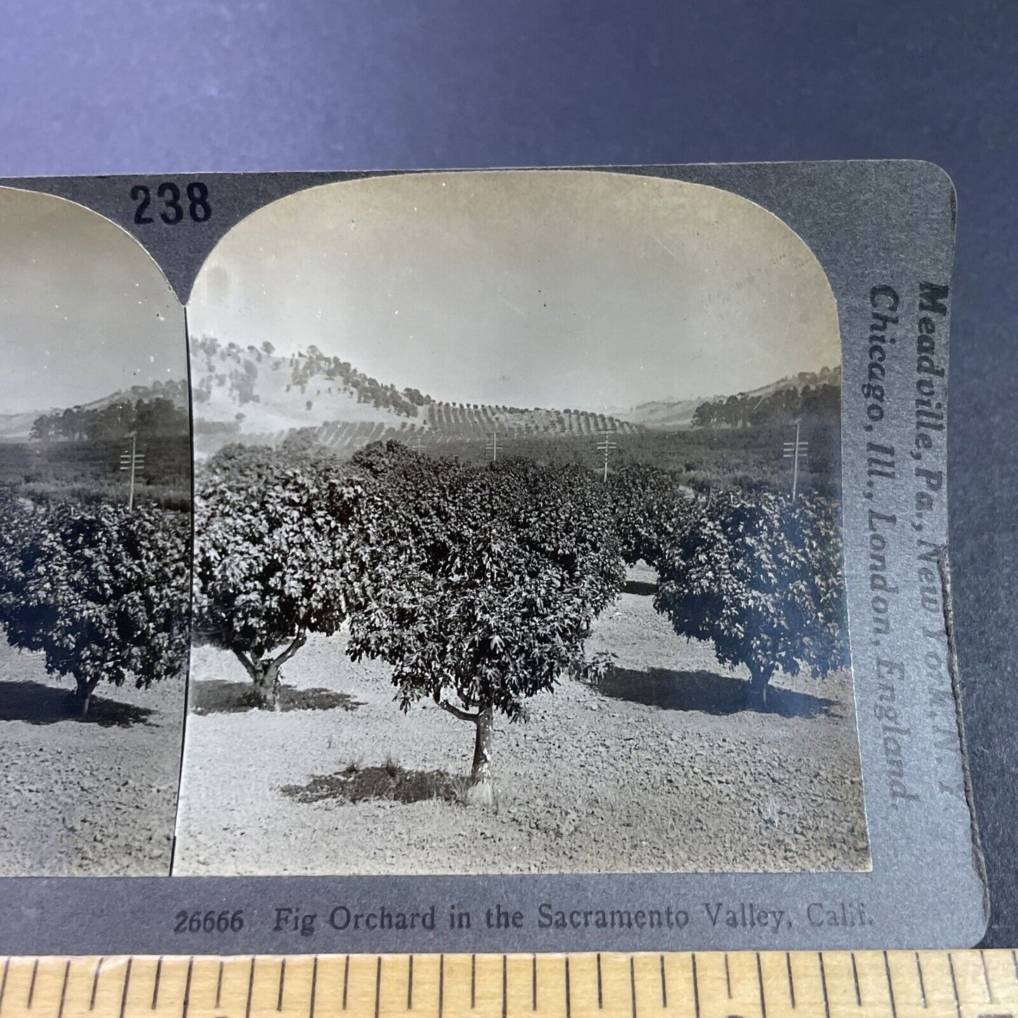 Antique 1920s Fig Orchard Near Yuba City CA Stereoview Photo Card P3733