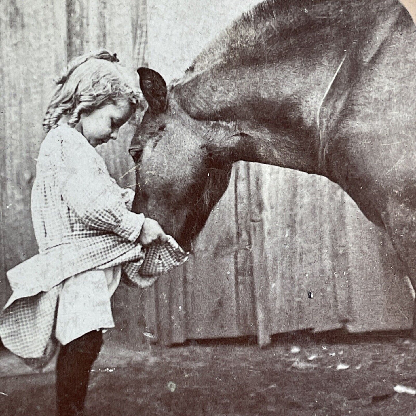 Girl Feeding Horse Oats Stereoview 16.66 Cent Backstamp Antique c1894 X2831