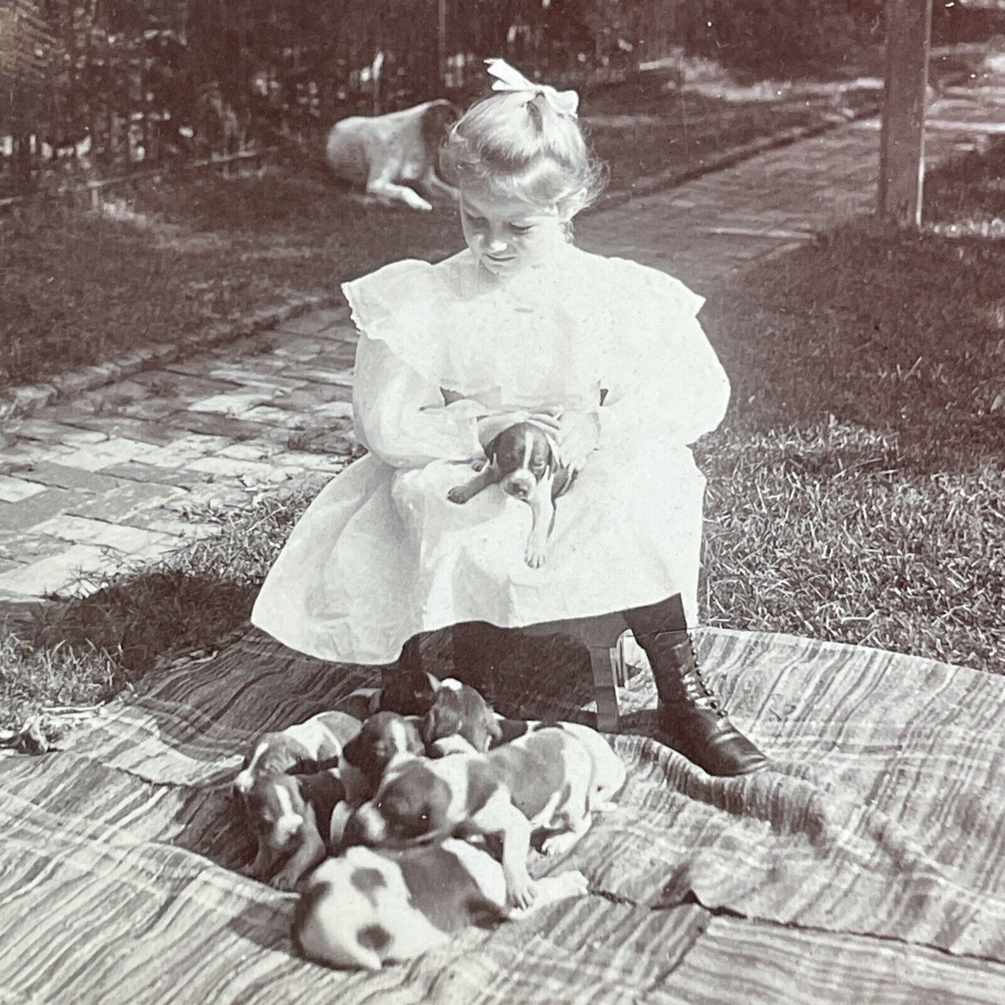 Girl With Beagle Dog Puppies Stereoview CH Graves Antique c1896 X1528