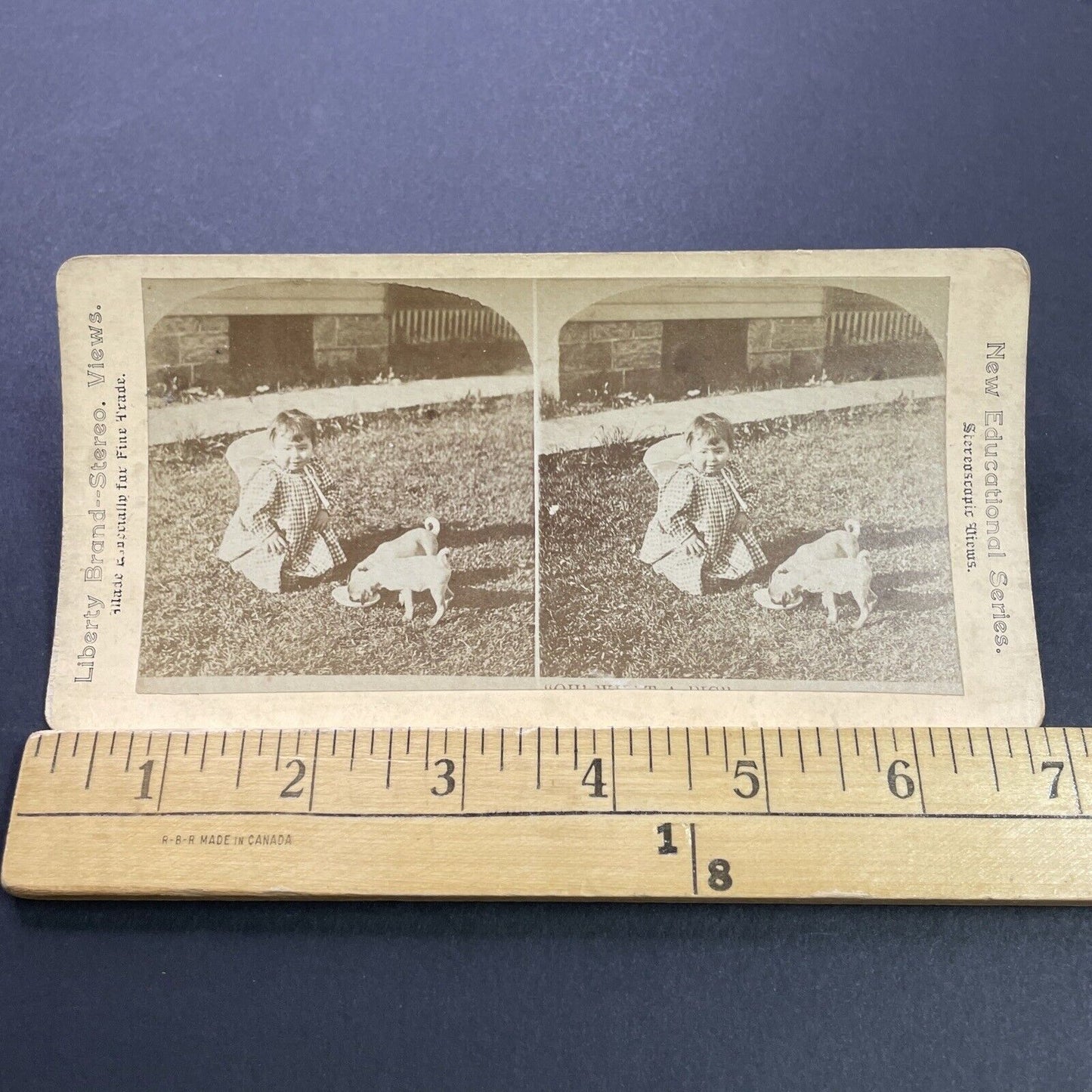 Antique 1870s Child Feeds Pug Puppies Puppy Dogs Stereoview Photo Card P3539