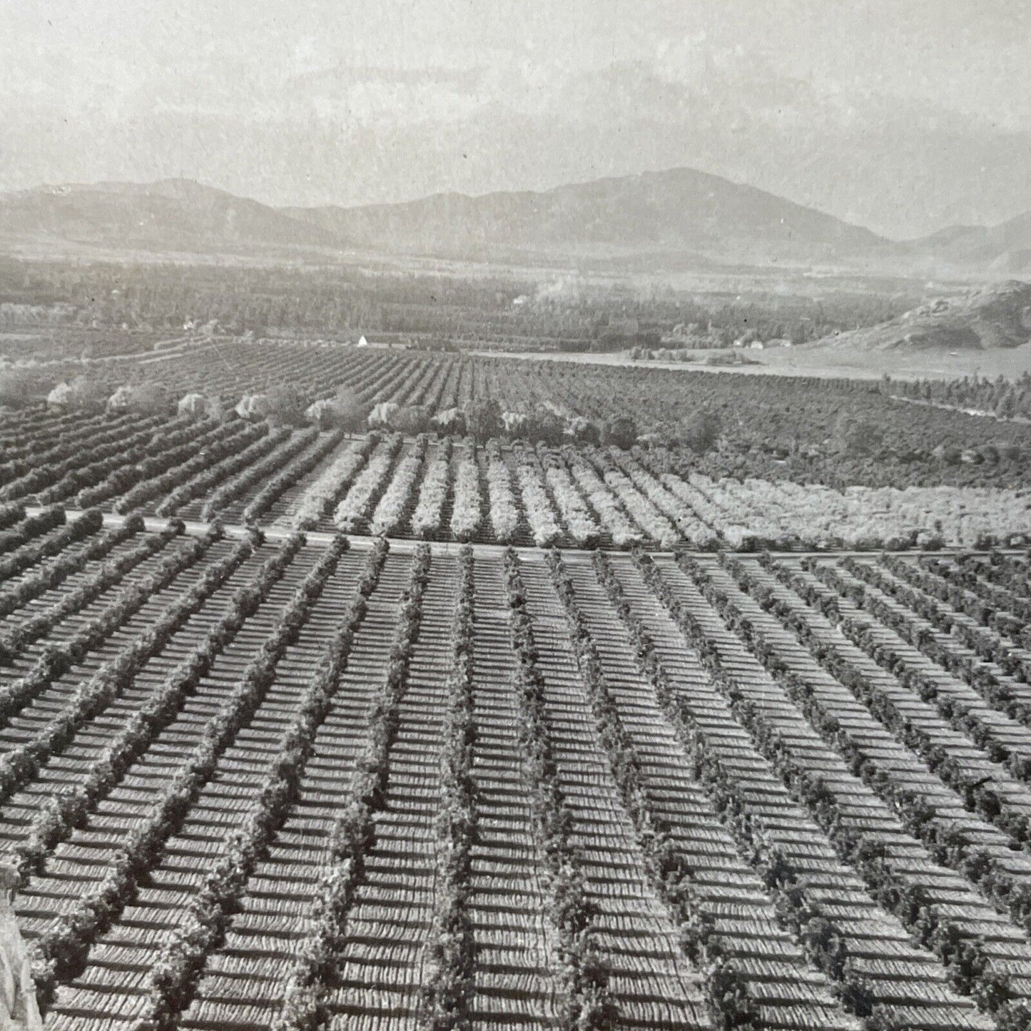 Antique 1910s Oranges Farm In Pasadena California Stereoview Photo Card P3146