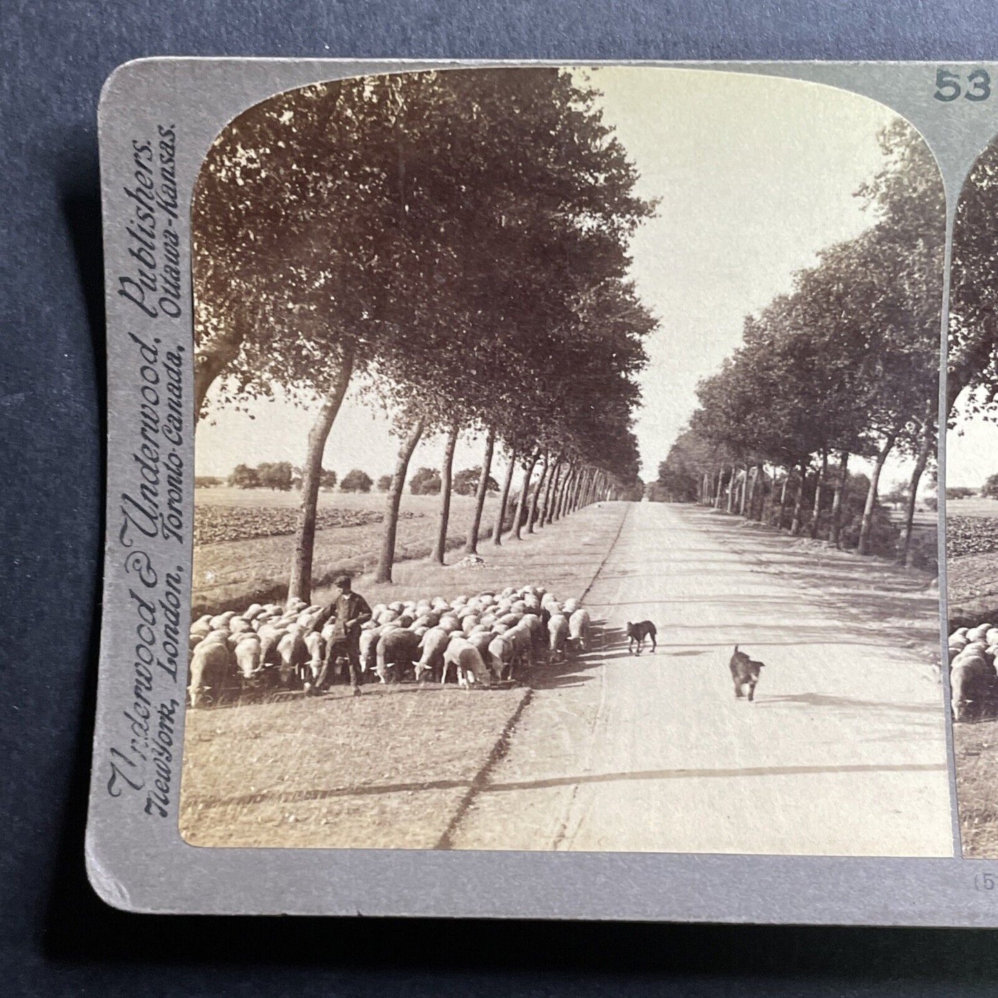 Antique 1907 Herding Sheep In Chartres France Stereoview Photo Card P1762