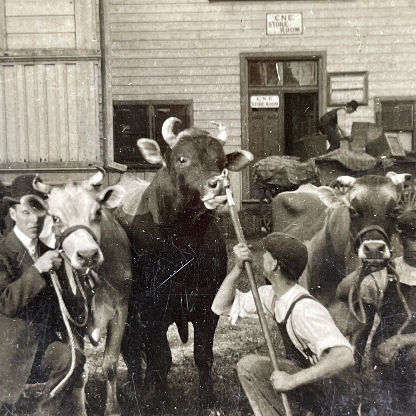 Antique 1905 CNE Canadian National Exhibition Cattle Stereoview Photo Card P1941